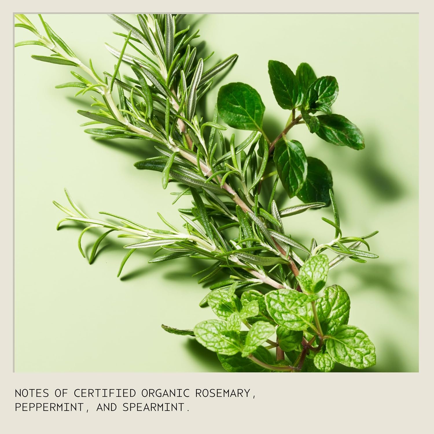 Aveda Rosemary Mint Purifying Shampoo | Clarifying Shampoo | Gently Removes Buildup, Adds Shine | For Normal to Oily Hair, Fine to Medium Hair Types | Invigorating Aroma| 97% Naturally Derived - Image 11