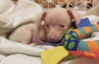 I Never Planned to Keep Piglet, the Deaf Blind Pink Puppy — Dogster