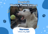 Dogster’s Weekly Photo Contest Winners: The Head Tilt (July 6, 2026) — Dogster