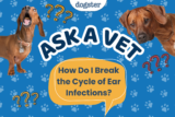 Ask Dr. Paola – Help! How Do I Break the Cycle of Ear Infections? (July 13, 2026) — Dogster