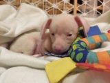I Never Planned to Keep Piglet, the Deaf Blind Pink Puppy — Dogster