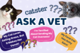 Ask Dr. Paola – My Cat Loves Eating Grass, But It Makes Her Vomit! (June 29, 2026)
