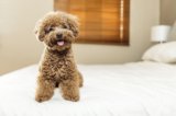 11 Vet-Verified Reasons to Get a Dog: Why They Are the Best Pets — Dogster