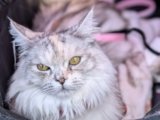 Kizzy: The Feline Princess With a Purpose