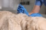 What Vets Say About Acupuncture as a Treatment for Dogs — Dogster