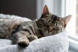 What Normal Aging Looks Like in Cats and When You Should Worry