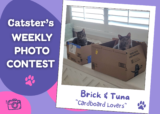 Catster’s Weekly Photo Contest Winners: Cardboard Lovers (June 22, 2026)